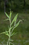 Softleaf rosette grass